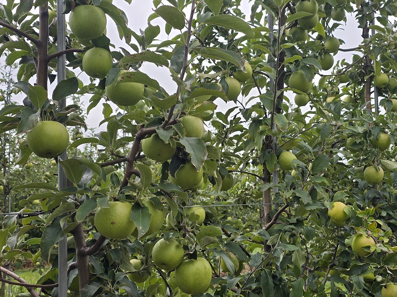granny smith
